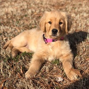 Meet your Posher, Taylor